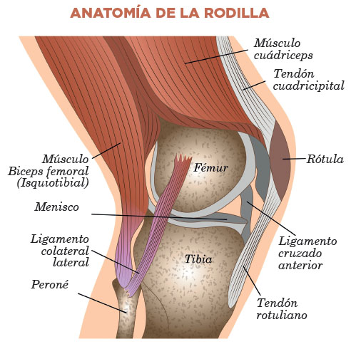 Tendinopatía rotuliana, "rodilla del saltador" - Clínica López Corcuera