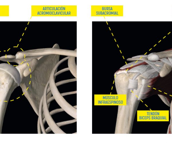 Articulación del hombro músculo supraespinoso