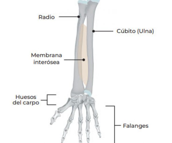 detalle de los huesos del brazo y mano